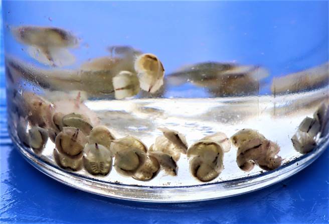 水试所澎湖海洋生物研究中心今年将繁殖三棘鲎幼苗约700－800只进行野放，为澎湖的永续海洋保育工作树立标竿。（张茂雄摄）