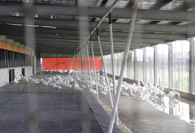 云林县四湖乡芳源畜牧场8年前也曾遭禽流感肆虐，目前採用智慧养殖方式，以手机遥控喂饲料及清洗养鹅场，减少人员进入。（周丽兰摄）