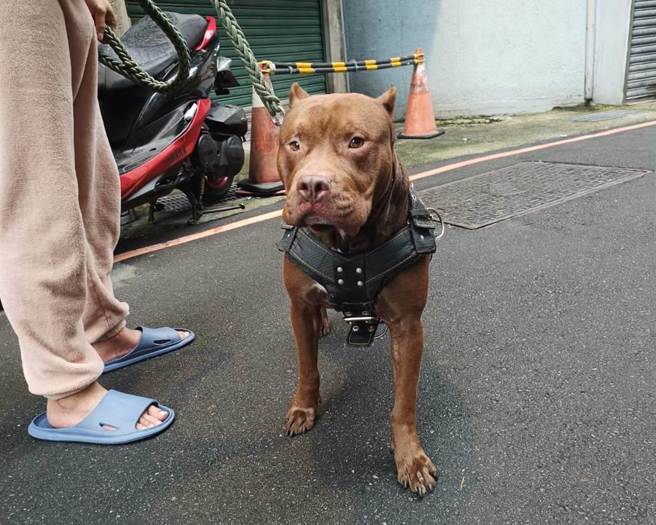 动保处提醒，为比特犬办理登记，饲主也应完成比特犬绝育，否则将依法开罚5万至25万元罚锾。（新北市动保处提供）