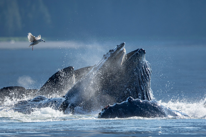 科学家认为13世纪典籍中出现的海怪「哈夫古法」很可能就是鲸鱼，因为两者的进食方式非常类似。(示意图/达志影像)