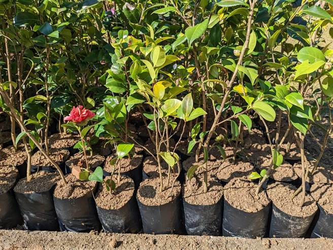 可生物分解的苗袋，让民眾更方便种植。（东势处提供／陈淑娥台中传真）