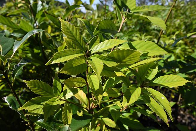 台湾黑熊爱吃的青刚栎。（东势处提供／陈淑娥台中传真）