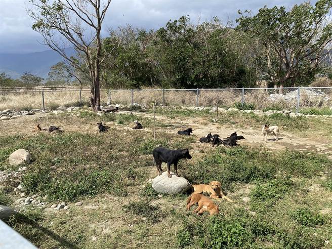 池上乡公所成立浪犬之家，狗狗在围篱内晒太阳嬉戏、工作人员忙着清洗地板和喂食。（蔡旻妤摄）