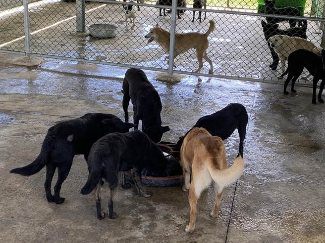池上乡公所成立浪犬之家，狗狗在围篱内晒太阳嬉戏、工作人员忙着清洗地板和喂食。（蔡旻妤摄）