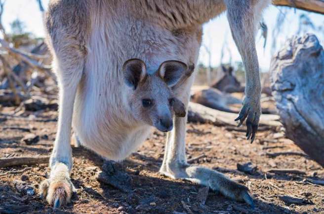 小袋鼠的肠胃细菌很环保，不会产生甲烷，而是产生醋酸。科学家试图用这种细胞减少畜牧业温室气体。(图/phys)