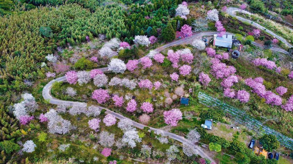 [閒聊] 五峰的免費櫻花景點超讚