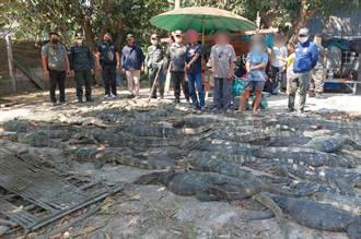 泰警方突襲非法屠宰場 89隻巨蜥、數隻海龜獲救