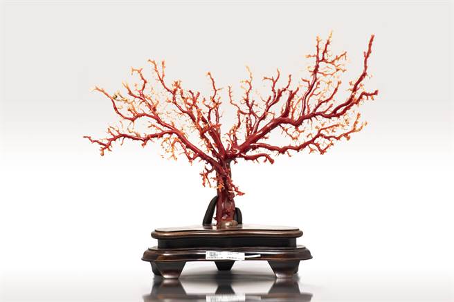 千万珊瑚树（台北分署提供）