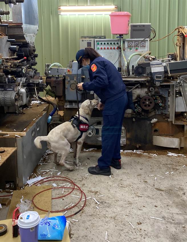 警方特别出动总队拉不拉多缉菸犬「Sara」、「Tena」，循线在桃园市平镇区隐密铁皮工厂内破获沈某的机动性大型地下制菸工厂。（警方提供）★《中时新闻网》关心您：吸菸有害健康！戒菸专线：0800-636363。