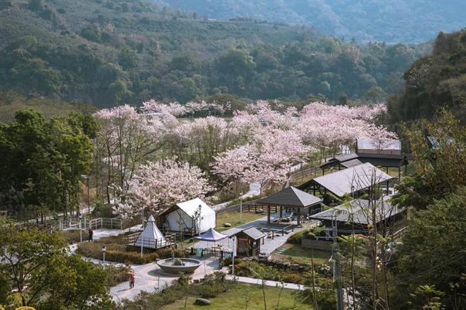 抢攻演唱会商机，观光局推荐正值4月花旗木盛开，以温泉和花旗木着称的宝来花赏温泉公园，4月底前不分平假日，享大眾spa及足汤5折优惠，住宿折500元或露营折200元。（柯宗纬翻摄）