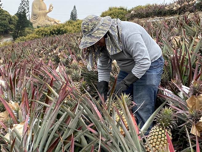 高雄凤梨已进入产季初期，大树区休閒农业发展协会理事长谢坤淞说，现在的凤梨6分甜4分酸，凤梨酵素含量最高。（高雄市农业局提供／林雅惠传真）