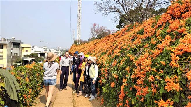 铜锣乡环保公园炮仗花盛开吸引民眾前往拍照。（李京升摄）