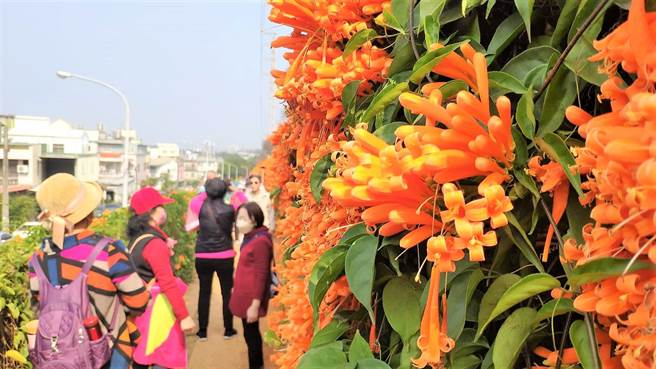 乡公所预计花期可持续到3月底。（李京升摄）