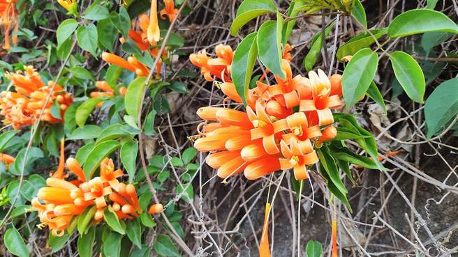 铜锣乡炮仗花盛开。（李京升摄）