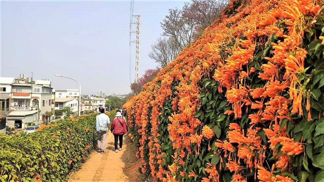 炮仗画一串串鲜艳橘黄色犹如烟火瀑布。（李京升摄）