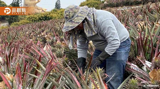 品观点｜凤梨进入产季 高市农业局多元行销稳定价格 採购1000公吨凤梨进行加工(高雄市农业局提供)