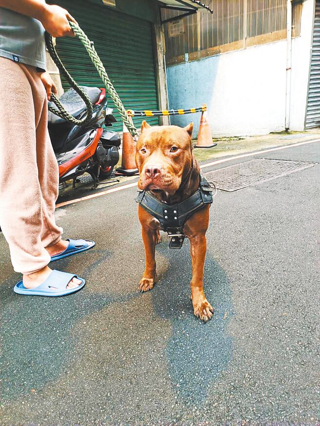 新北市动保处提醒，饲养比特犬等攻击性犬只，比起一般饲主要肩负更多责任，且一定要为宠物办理登记。（新北市动保处提供／徐沛琪新北传真）