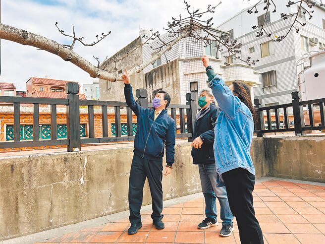 金门县长陈福海（左）利用二二八连假走访辖内超人气景点总兵署视察，对于署内逾百年的珍贵木棉树，指示林务所要做好专案列管工作。（金门县政府提供／于家麒金门传真）