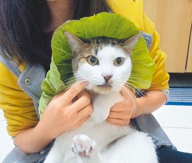 台东胡小姐爱猫「斗宅」近日走了，她发现台东流浪动物收容中心宠物遗体单独火化收费便宜，服务态度佳。（蔡旻妤摄）