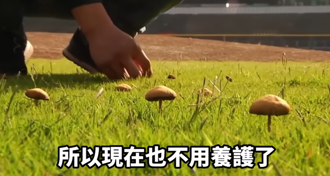 扯！新竹棒球場竟長出香菇 鄉民幫高調：給球員加菜