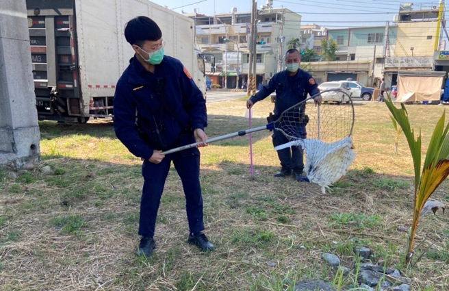 有够「鸭霸」！鸭群横行马路警拿网狂追，民眾笑喊：辛苦了。(警方提供)