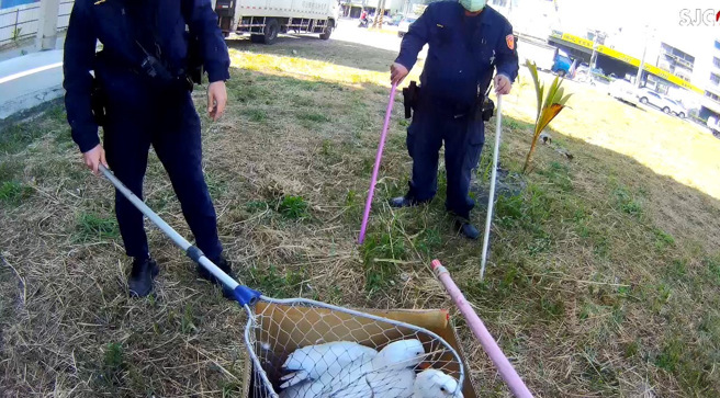有够「鸭霸」！鸭群横行马路警拿网狂追，民眾笑喊：辛苦了。(警方提供)