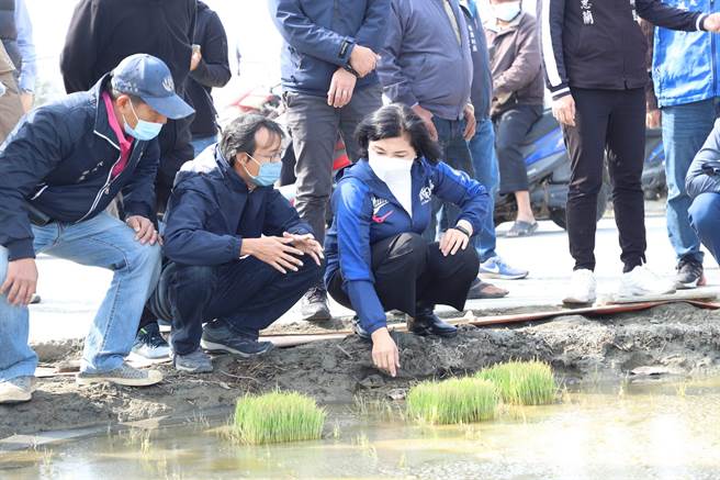云林县水稻幼苗黄化严重，县长张丽善（前左三）勘灾向中央争取救助金。（云林县政府提供／张朝欣云林传真）