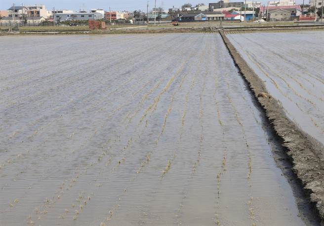 云林县水稻幼苗因天寒受损严重，一眼望去一片枯黄。（云林县政府提供／张朝欣云林传真）