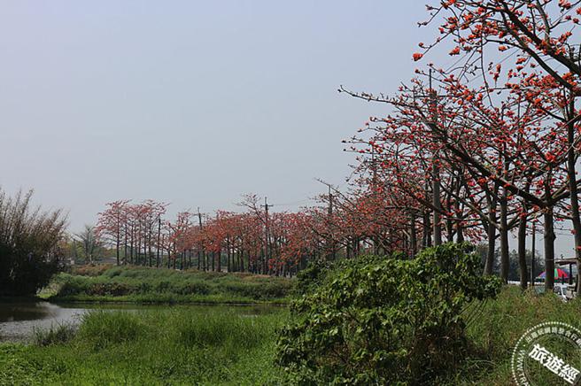 白河木棉花节3月11日登场，目前花开约2成，为檔案照片(图：白河区公所提供)
