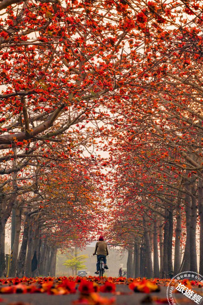 白河林初埤木棉花道檔案照片(图：白河区公所提供)