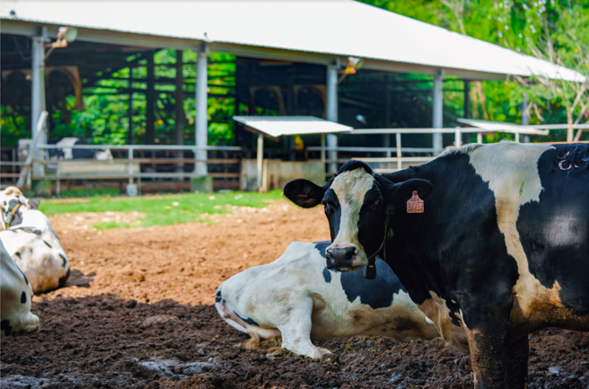 东海大学出产的鲜乳已连续16年荣获「金字招牌奖」，东海鲜奶是安全有品质保证的食品。(照片/东海大学提供)