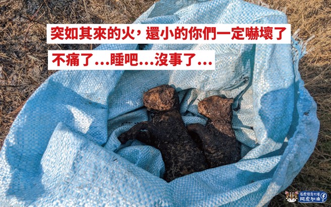疑似是农民烧杂草酿成火灾，两个石虎宝宝来不及逃被烧成焦尸。(翻摄自石虎保育大使阿虎加油FB)