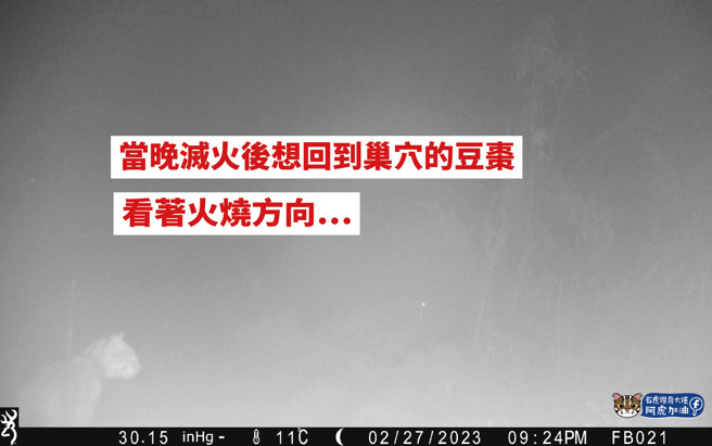 石虎妈妈豆枣晚上回到起火的巢穴，看着不走。(翻摄自石虎保育大使阿虎加油FB)