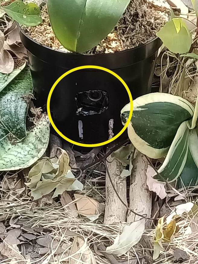 南投县立委补选投票，花盆暗藏秘录器。（民眾提供／廖志晃南投传真）