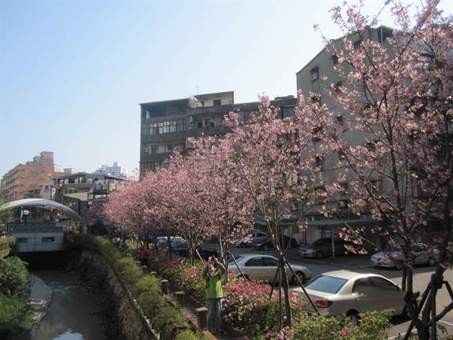 新北市民间认养公园至今已增至220家，为8年前的5倍，其中土城希望之河步道两侧种满樱花，吸引民眾抢拍。（景观处提供）