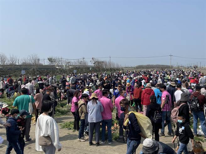 2023 国际台湾胡萝卜日免费拔1公顷胡萝卜活动涌入1万2000人。（周丽兰摄）