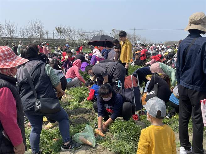 在云林县东势乡举行的2023 国际台湾胡萝卜日活动，民眾埋头拔萝卜。（周丽兰摄）