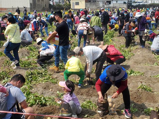 斗南马铃薯节的挖薯高手很快就满袋。（周丽兰摄）