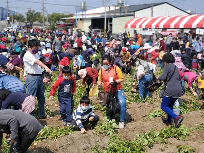 全家出动挖马铃薯。（周丽兰摄）