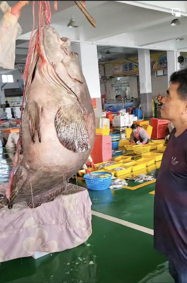 嘉义县东石乡陈姓渔民日前清晨出海捕鱼，在东石外海捕获重达70.6公斤野生巨大龙胆石斑。（张金国提供∕吕妍庭嘉义传真）