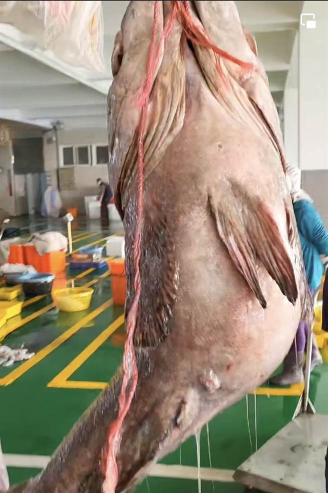 嘉义县东石乡陈姓渔民日前清晨出海捕鱼，在东石外海捕获重达70.6公斤野生巨大龙胆石斑。（张金国提供∕吕妍庭嘉义传真）