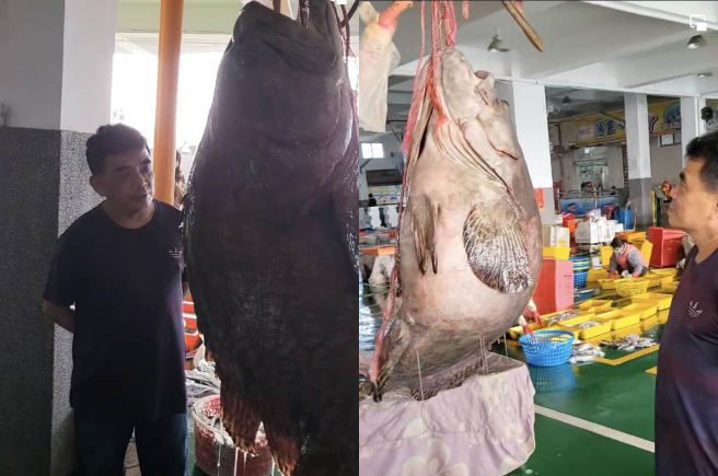 嘉义县东石乡陈姓渔民日前清晨出海捕鱼，在东石外海捕获重达70.6公斤野生巨大龙胆石斑。（张金国提供∕吕妍庭嘉义传真）