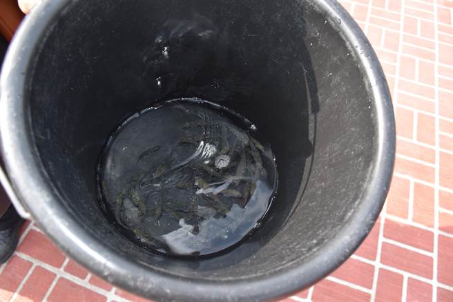 北市福智佛教基金會4日在苗栗縣後龍鎮外埔漁港放流4萬尾魚苗，全都是黃鰭鯛。（謝明俊攝）
