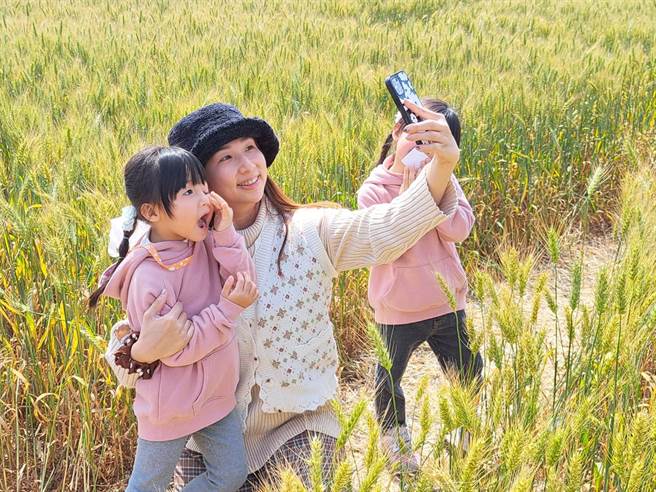 大雅區小麥文化節今年邁入第20年，活動現場吸引大批親子及民眾前往麥田自拍留影，感受浪漫愜意的春天。（陳世宗攝）。