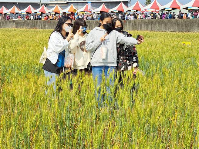 大雅區小麥文化節今年邁入第20年，活動現場吸引大批親子及民眾前往麥田自拍留影，感受浪漫愜意的春天。（陳世宗攝）。