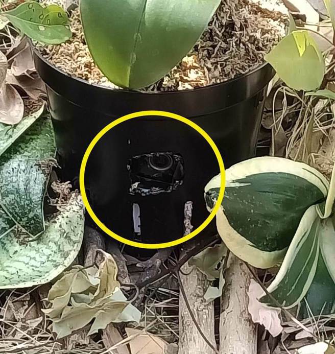 南投县立委补选投票，花盆暗藏秘录器。（民眾提供／廖志晃南投传真）