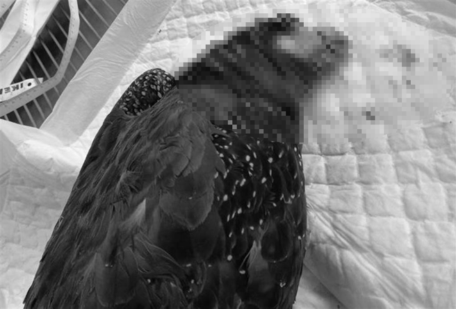 大冠鹫最后抢救无效，仍宣告不治。（基隆市政府提供／徐佑升基隆传真）