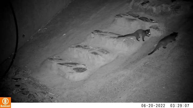 集水井增设阶梯斜坡动物通道，林管处纪录到多种动物利用阶梯通道。（台东林管处提供／蔡旻妤台东传真）