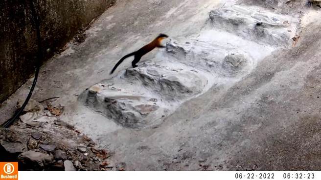 集水井增设阶梯斜坡动物通道，林管处纪录到多种动物利用阶梯通道。（台东林管处提供／蔡旻妤台东传真）