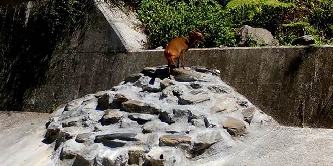 集水井增设阶梯斜坡动物通道，林管处纪录到多种动物利用阶梯通道。（台东林管处提供／蔡旻妤台东传真）